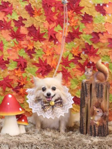 20241107ふうちゃん